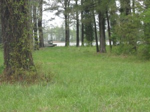 Desolate in the pines.